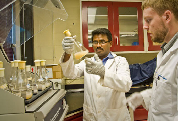 UL Lafayette researchers Ramalingam Subramaniam and Stephen Dufreche experiment with yeast