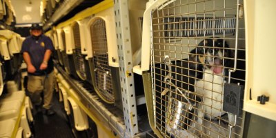 Acadiana Animal Aid is doing its part to help lower the number of animals being euthanized in the region.